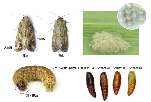 草地貪夜蛾不是終點(diǎn)，而是單個(gè)需求