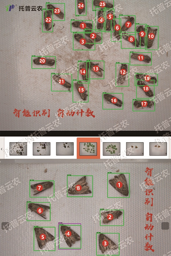 草地貪夜蛾不是終點(diǎn)，而是單個(gè)需求