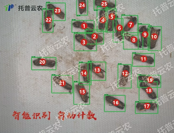 蟲情監(jiān)控系統(tǒng)自動識別計(jì)數(shù)