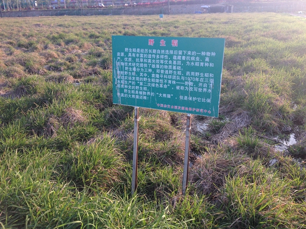 海南三亞將建立世界野生稻種質(zhì)資源圃